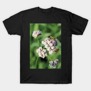 Hoverflies feeding on Valerian T-Shirt